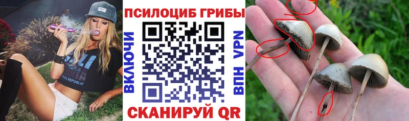 Псилоцибиновые грибы Psilocybe blacksprut ТОР Менделеевск